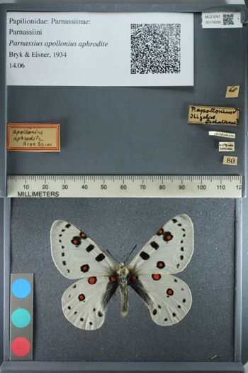 Media type: image;   Entomology 174239
